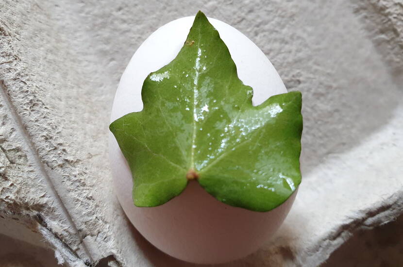 Zoom: Des motifs de fleurs et de feuilles blanches en filigrane ornent les œufs de Pâques colorés qui décorent la table du brunch de Pâques dans des tons lumineux de lilas, de rose et de fuchsia. Selon la nature des coquilles d'œufs, on obtient des couleurs discrètes ou éclatantes qui créent un effet «wow».