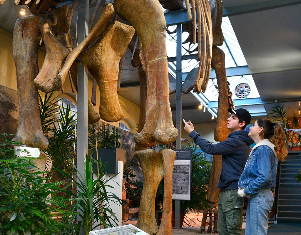 Im Sauriermuseum gibt's alles, was das Herz eines Dino-Fans begehrt – echte Dinosaurier-Skelette, Fossilien und eine gemütliche Cafeteria. Wusstest du, dass das Sauriermuseum über einen Garten verfügt, in dem du picknicken und grillieren kannst? Die perfekten Voraussetzungen für einen gelungenen Familienausflug.