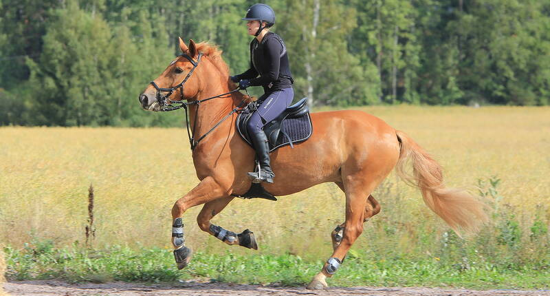 Accident d'équitation – quelles sont les assurances qui couvrent les dommages? Les chevaux sont des animaux de fuite. S'ils paniquent, un niveau élevé de dommages corporels et/ou matériels peut rapidement se produire. Quelles assurances supplémentaires devez-vous souscrire en tant que cavalier ou propriétaire de chevaux et pourquoi? 