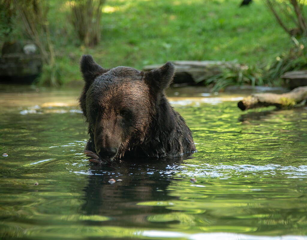 50% Rabattgutschein fürs Dählhölzli (Tierpark Bern) herunterladen und profitiere. Gehe auf den Plattformen durch den WisentWald spazieren, beobachte Bären und Krokodile oder besuche den Spielplatz mit Grillstelle.