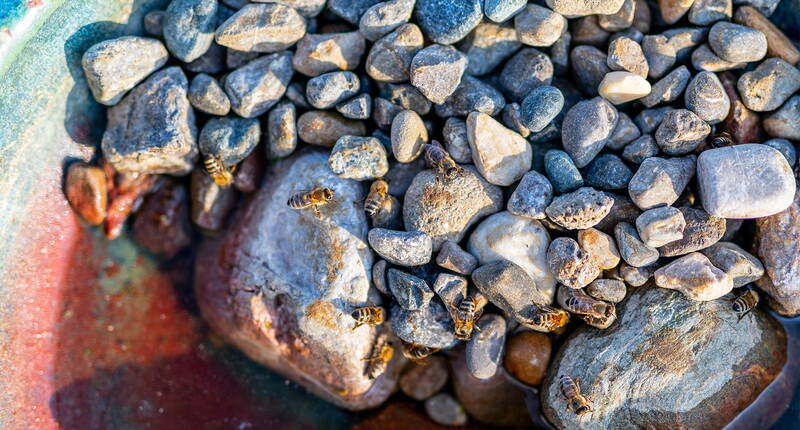 Non seulement nous, les humains, souffrons d'une grande soif pendant la saison chaude, mais nos colocataires volants se torturent et ne trouvent souvent que des trous d'eau asséchés pendant les mois d'été.