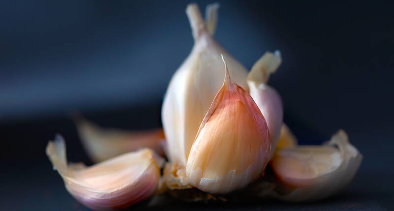 Knoblauch gehört zur Pflanzengattung «Allium» und wird sowohl in der Heilkunde als auch in der Küche eingesetzt. Knoblauch ist winterhart und kann entweder im Herbst oder im Frühling angepflanzt werden. 