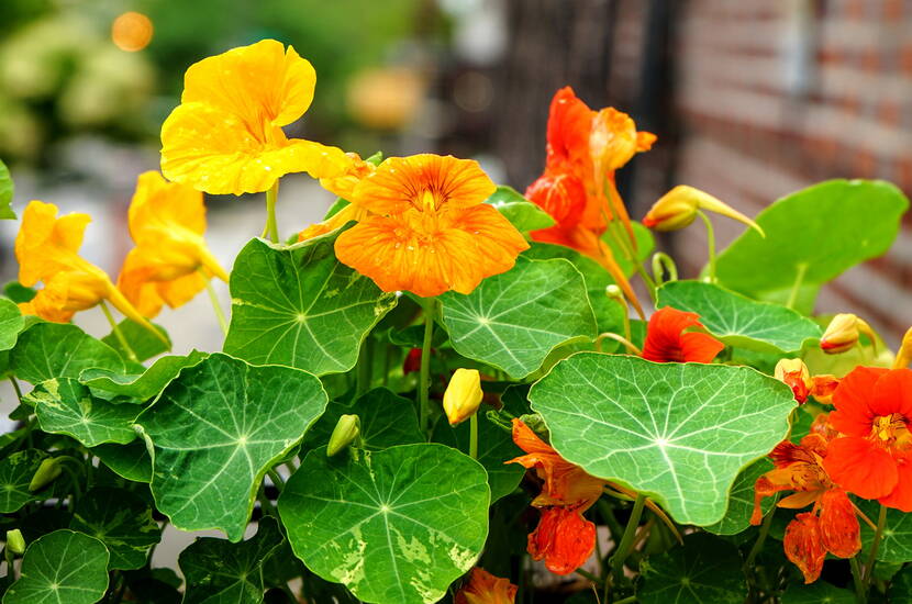 Mit viel Elan und Freude hast du im Frühjahr tütenweise Sommerblumensamen in deinem Garten ausgesät und kannst es kaum erwarten, dass sich Schmetterlinge auf den geöffneten Blüten niederlassen. Nun ist es soweit, eine wahre Blütenpracht bevölkert deinen Vorgarten und trotzdem bleiben die Besuche aus.