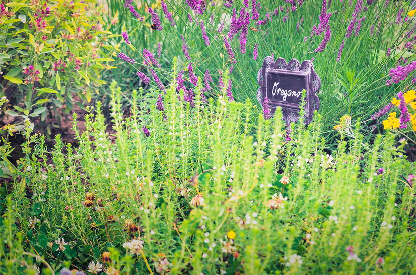 Wildbienenfreundliche Pflanzen – Dazu gehören beispielsweise Löwenzahn, Glockenblumen, Him- und Brombeeren aber auch Sonnenblumen, Margeriten und Katzenminze. Auch das Anlegen eines Kräutergärtchens mit Lavendel, Thymian, Rosmarin, Salbei und Pfefferminze lockt die fleissigen Bienen in Scharen an.