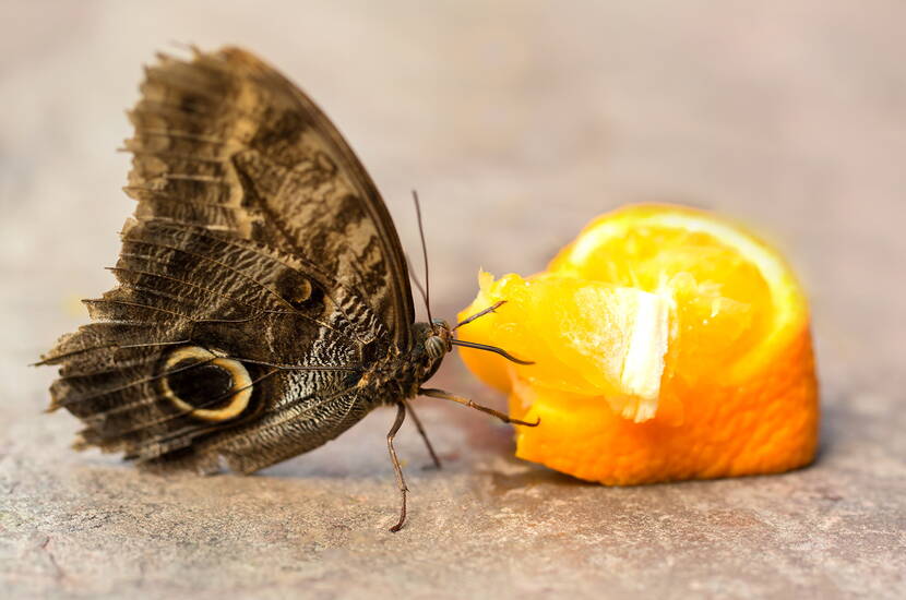 Wasserstelle für durstige Insekten – so stellst du eine Schmetterlings- und Bienentränke her. Da nicht nur wir Menschen in der heissen Jahreszeit unter grossem Durst leiden, sondern auch unsere fliegenden Mitbewohner, zeigen wir euch heute, wie ihr eine einfache und sichere Insektentränke herstellt.