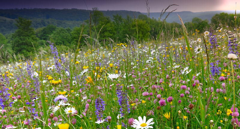 Wildblumenmischungen für mehr Schmetterlinge im heimischen Garten. Mit viel Elan und Freude hast du im Frühjahr tütenweise Sommerblumensamen in deinem Garten ausgesät und kannst es kaum erwarten, dass sich Schmetterlinge auf den geöffneten Blüten niederlassen. Nun ist es soweit, eine wahre Blütenpracht bevölkert deinen Vorgarten und trotzdem bleiben die Besuche aus.