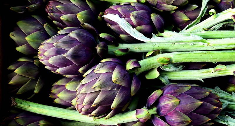 Die Artischocke (Cynara scolymus) gehört zu den distelartigen Gewächsen. Die Blütenstände der Artischocke eignen sich für den Verzehr. Die Blätter, Blütenstände und Wurzeln werden für medizinische Anwendungen eingesetzt. Die Artischockenpflanze ist mehrjährig und kann bis zu 2 Meter hoch werden.