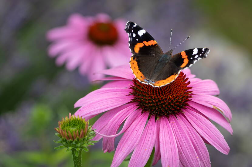 Un point d'eau pour les insectes assoiffés - voilà comment on fait un buveur de papillons et d'abeilles. Puisque non seulement nous, les humains, souffrons d'une grande soif pendant la saison chaude, mais aussi nos compagnons de vol, nous vous montrerons aujourd'hui comment fabriquer une potion d'insectes simple et sûre.