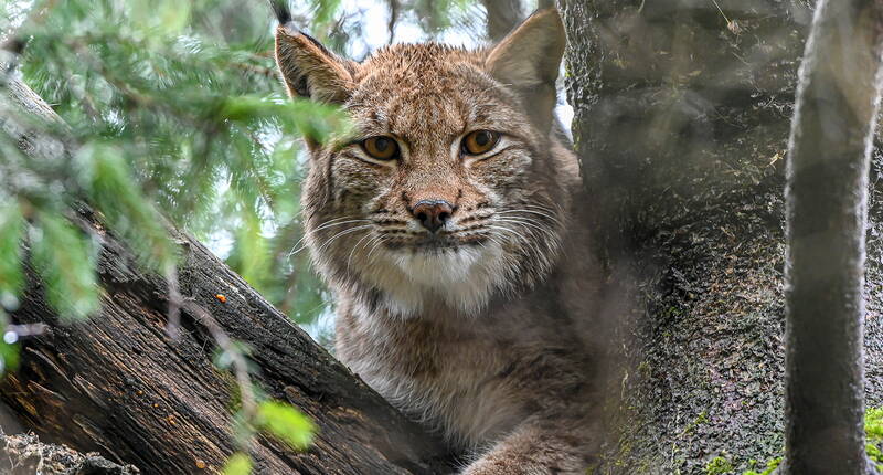 Ausflug Natur- und Tierpark Goldau – Es erwarten dich rund 100 einheimische und europäische Wildtierarten. 