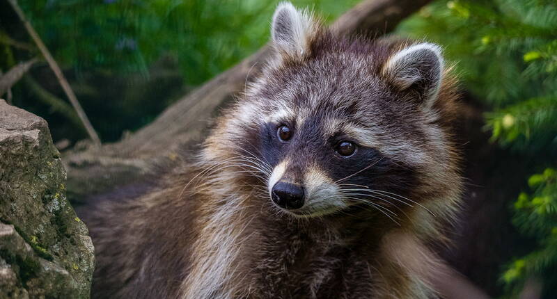 Queste strutture offrono una seconda possibilità a più di 850 animali sequestrati, abbandonati o ritrovati.