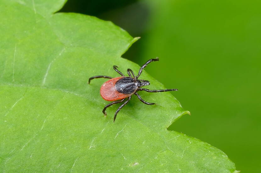 Dès qu'il fait à nouveau plus chaud, nous sommes tous de plus en plus attirés par l'extérieur. Mais nous ne sommes pas seuls. Une multitude de parasites gambadent dans les hautes herbes ou à la lisière de la forêt. 