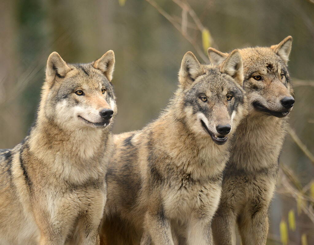 Lade dir jetzt deinen 50% Rabatt-Gutschein fürs Dählhölzi herunter und profitiere von 50% Rabatt auf den Familieneintritt. Auf der Plattform durch den WisentWald spazieren, den Krokodilen auflauern, grabende Bären beobachten oder den Spielplatz mit Grillstelle besuchen.