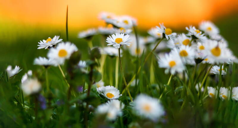 Beim Gänseblümchen handelt es sich um eine mehrjährige Pflanze aus der Gattung der Korbblütler. Wer kennt die hübschen Blumen nicht, die fast jede Rasenfläche zieren?