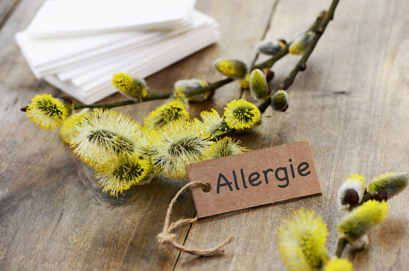 Heuschnupfen? Welche Verhaltensregeln musst du umbedingt beachten, um die ungeliebten Symptome möglichst zu minimieren? Eine Allergie ist eine Überreaktion des eigenen Immunsystems auf bestimmte Stoffe wie z. B. Pollen oder Nahrungsmittel. Welche Lebensmittel können bei der Behandlung positiv unterstützen?