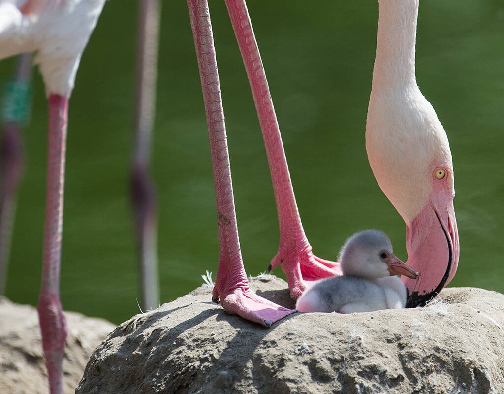 Affectueusement appelé «Dählhölzli» par les habitants de notre capitale fédérale, le parc animalier offre plus d'espace pour la diversité. Savais-tu qu'à côté de l'installation des loups se trouve une aire de grillades et de barbecue avec une place de jeux adjacente?