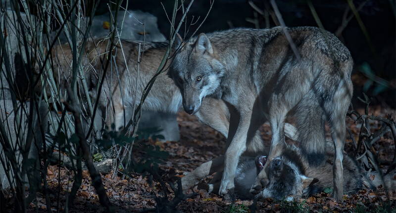 50% Rabattgutschein fürs Dählhölzli (Tierpark Bern) herunterladen und profitiere. Gehe auf den Plattformen durch den WisentWald spazieren, beobachte Bären und Krokodile oder besuche den Spielplatz mit Grillstelle.