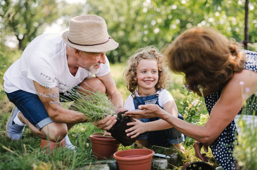 Plantes adaptées aux abeilles sauvages - Il s'agit notamment des pissenlits, des campanules, des framboises et des mûres, mais aussi des tournesols, des marguerites et de l'herbe à chat. La création d'un jardin d'herbes aromatiques avec de la lavande, du thym, du romarin, de la sauge et de la menthe poivrée attire également les abeilles en grand nombre.