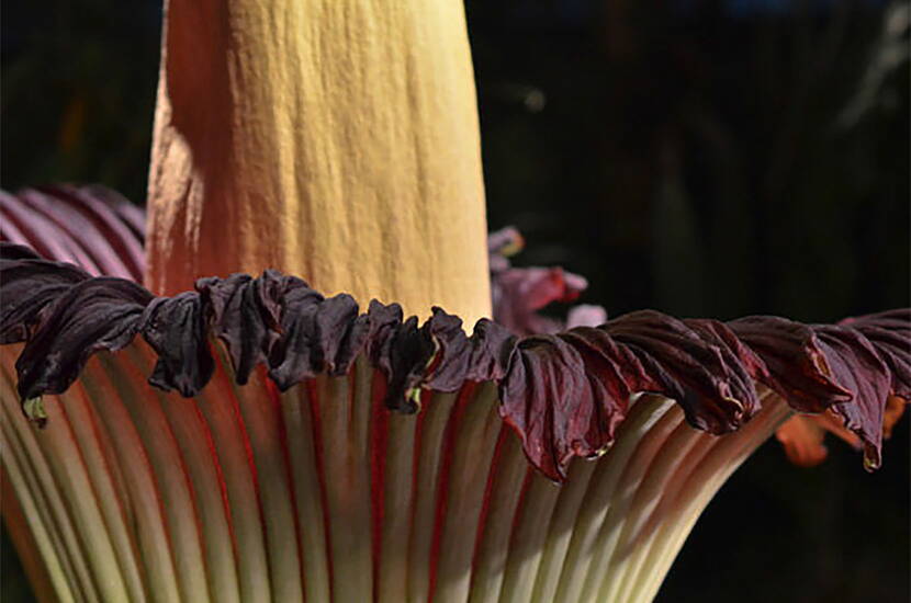 Die Titanwurz blüht im Exil im Papiliorama Kerzers. Du kannst diese im Moment dort bestaunen.