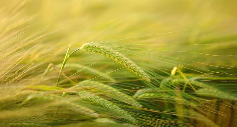 Getreide ist die wohl wichtigste Nährstoffquelle des Menschen. Mais,  Reis und Weizen sind die drei wichtigsten Sorten. Ohne diese wäre es  kaum möglich, die Weltbevölkerung zu ernähren.