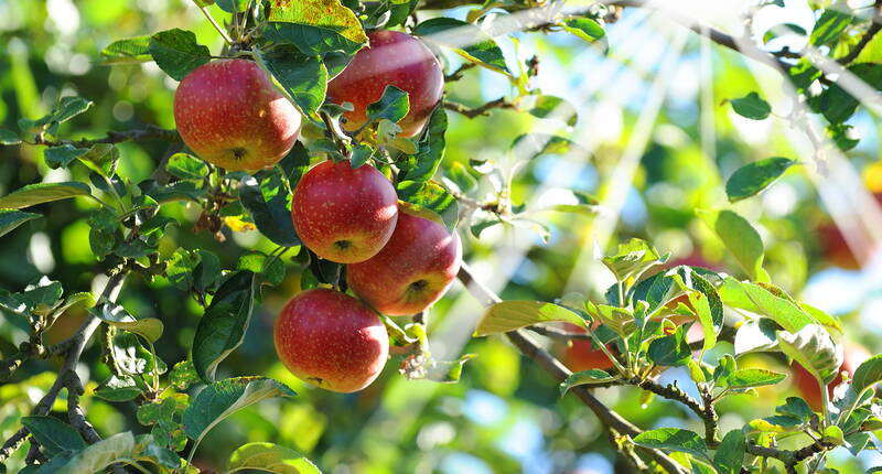 Les pommes sont les fruits préférés de Monsieur et Madame Schweizer. En Suisse, la consommation annuelle de pommes per capita est de 16 kilos, davantage que le chocolat qui occupe la deuxième place avec juste 11 kilos.