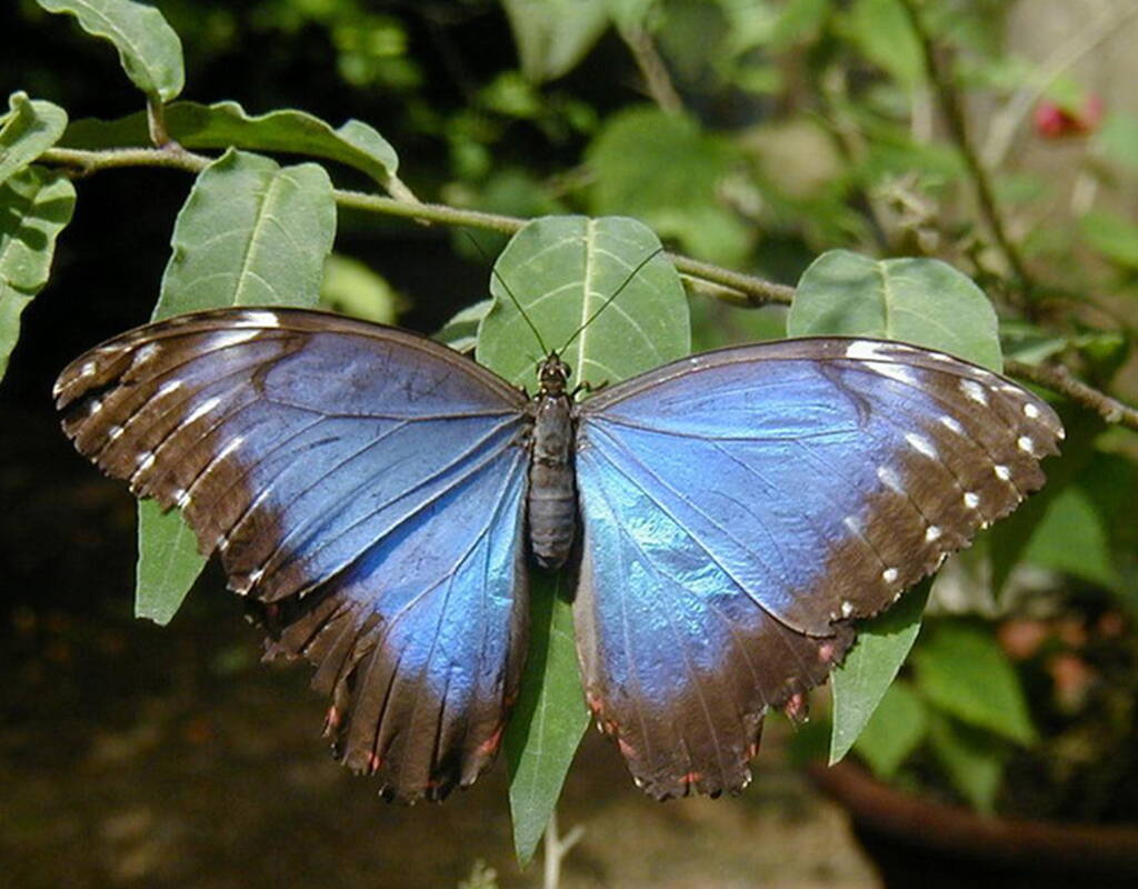 Tauche ein in die faszinierende Welt der Tiere und Pflanzen im Papiliorama Kerzers. Gutschein herunterladen und 50% Rabatt auf dem Eintrittspreis profitieren. Entdecke die üppige Tropenvegetation Zentralamerikas mit all ihren schillernd farbigen Vögeln und faszinierenden Regenwaldsäugetieren.