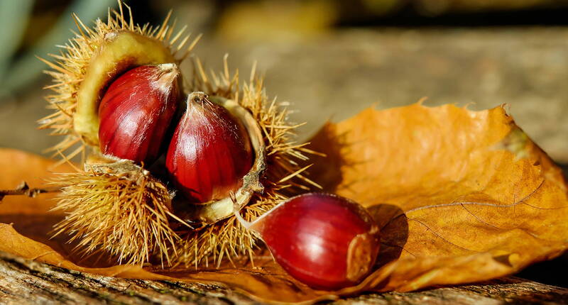 L’été est fini et les signes avant-coureurs de l’automne bigarré apparaissent. À part la courge, le fruit automnal le plus succulent est certainement la châtaigne, connue sous le nom plus familier de marron.