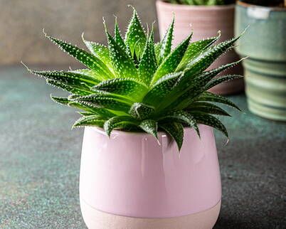 Aloe Vera-Gesichtsmaske – mit feuchtigkeitsspendender, beruhigender, kühlender und regenerierender Wirkung Aloe Vera ist seit langem für ihre beruhigenden und heilenden Eigenschaften, insbesondere für die Haut, bekannt. Eine Gesichtsmaske mit Aloe Vera ist besonders für trockene und empfindliche Haut geeignet und kann helfen, die Haut zu beruhigen, zu pflegen und mit Feuchtigkeit zu versorgen.