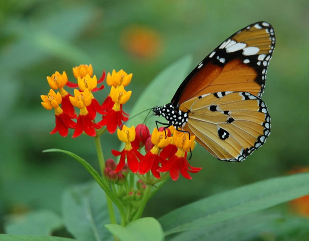 Tauche ein in die faszinierende Welt der Tiere und Pflanzen im Papiliorama Kerzers. Gutschein herunterladen und von bis zu 50% Rabatt auf dem Eintrittspreis profitieren. Entdecke die üppige Tropenvegetation Zentralamerikas mit all ihren schillernd farbigen Vögeln und faszinierenden Regenwaldsäugetieren.