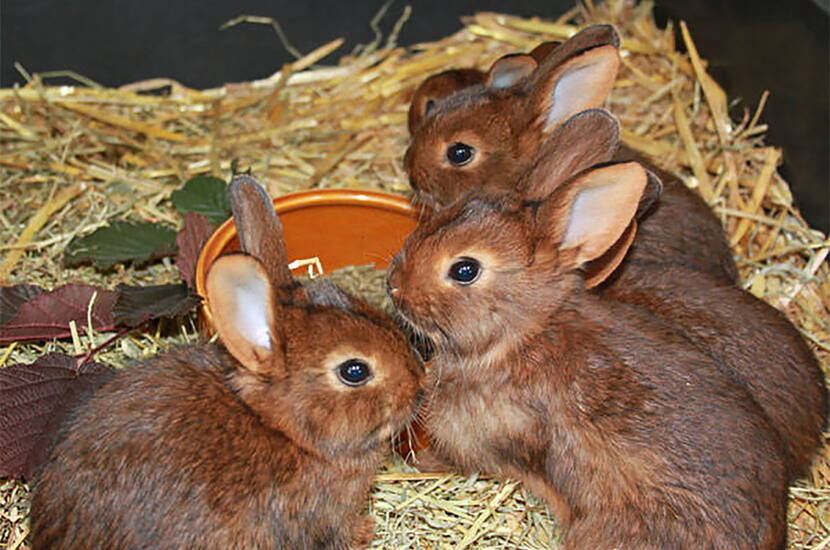 Kaninchen eignen sich nicht als Kuscheltierersatz von Kindern.  Vor dem Kauf eines Haustieres generell, sollte sich umfassend über die genauen Haltebedingungen und Ansprüche des jeweiligen Tieres informiert werden. Kaninchen sollten nie alleine sondern in Gruppen gehalten werden, da sie sonst Verhaltensauffälligkeiten zeigen. Ideal ist die Haltung von einem Pärchen, wobei das Männchen dann kastriert werden sollte (ausser man gedenkt Kaninchen zu züchten).  Auch von der gemeinsamen Haltung mit Meerschweinchen ist abzuraten, da es dabei zu Konflikten bzw. Dominanzproblemen kommen kann.