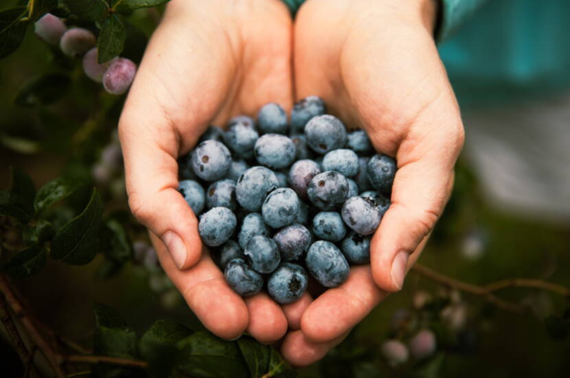 Sapevate già di dover consumare 5 porzioni di frutta e verdura ogni giorno, vero? Provate continuamente a nutrirvi in maniera un po’ più sana, ma magari non riuscite a mettere in pratica i vostri buoni propositi o vi risulta difficile creare dei menu?