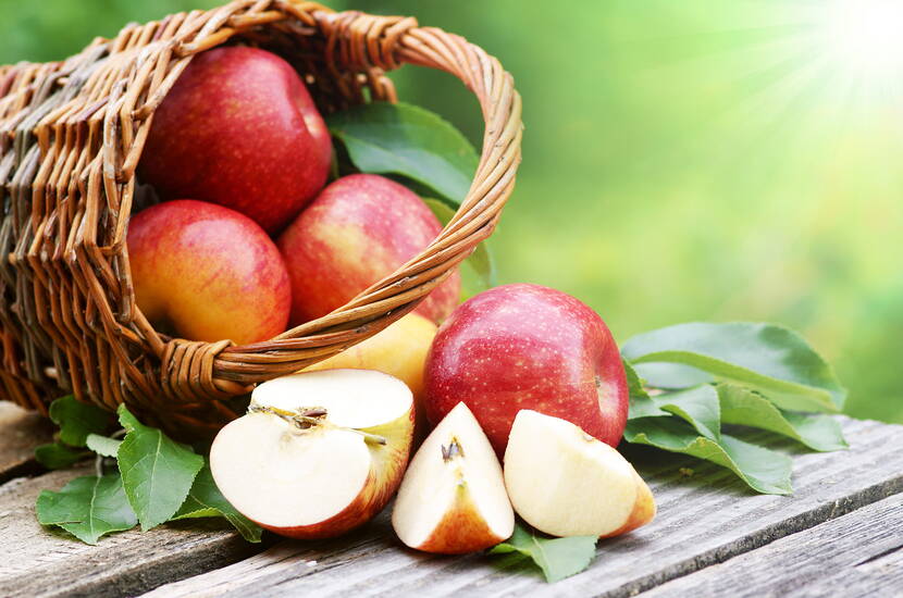 Vielseitiger Apfel – Der Apfel ist die beliebteste Frucht in der Schweiz. Der jährliche pro Kopf Verbrauch beträgt 16 Kg. Dies macht den Apfel sogar beliebter als Schokolade, welche mit knapp 11 Kg pro Kopf dahinter liegt. In der Schweiz gibt es rund 1’100 Apfelsorten, weltweit sogar über 20'000. 