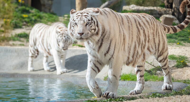 Erlebe eine einzigartige Erfahrung im Schweizer Tierrettungspark, einem Ort, der sich der Aufnahme von exotischen und einheimischen Tieren in Not widmet. 