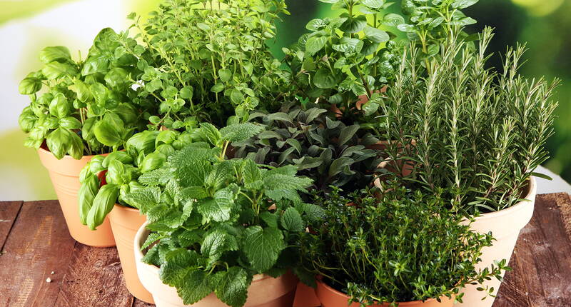 Cultive facilement et confortablement tes herbes aromatiques sur ton balcon. Découvre leurs odeurs, leur assaisonnement dans de délicieuses recettes et leurs vertus curatives. Fais participer tes enfants.