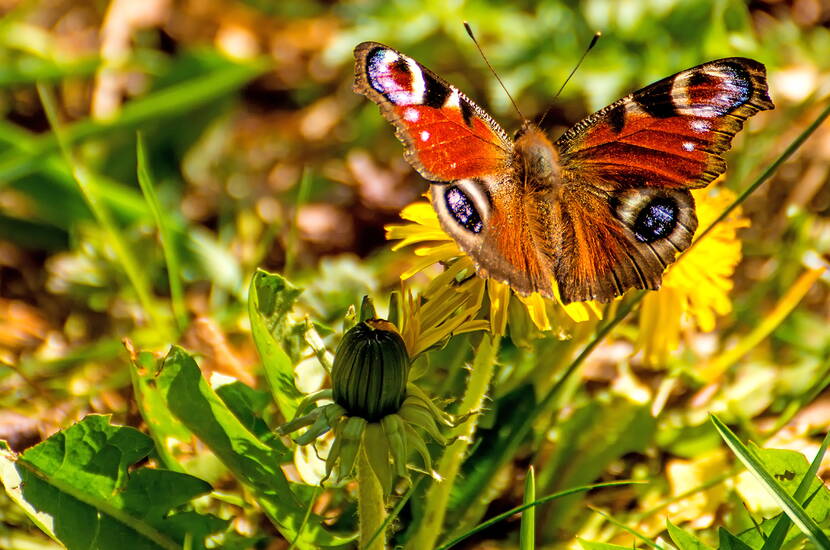 La principale raison de l'absence des insectes et des papillons souhaités est que les sachets de graines achetés ne contiennent souvent pas d'espèces végétales indigènes. Une grande partie de ces magnifiques fleurs viennent du sud-est de l'Europe ou de l'Amérique du Nord et du Sud. Cependant, beaucoup de nos insectes et papillons ont besoin des plantes indigènes dont le nectar leur sert d'unique nourriture. C'est pourquoi ils volent sans intérêt aucun pour les fleurs, les plantes vivaces ou les arbres semés ou plantés avec amour. Quiconque veut soutenir et observer les insectes et les papillons indigènes menacés d'extinction et s'intéresse à la biodiversité, opte donc pour les semences indigènes