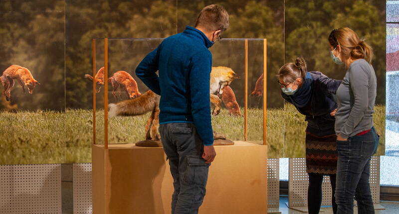 In den vier Räumen des Besucherzentrums erwarten dich auf über 800 m2 Ausstellungsfläche wissenschaftliche Fakten aber auch Sinnliches und Mystisches. Lerne die unerschöpfliche Vielfalt der Fauna und Flora im Schweizer Nationalpark kennen und inspirieren.