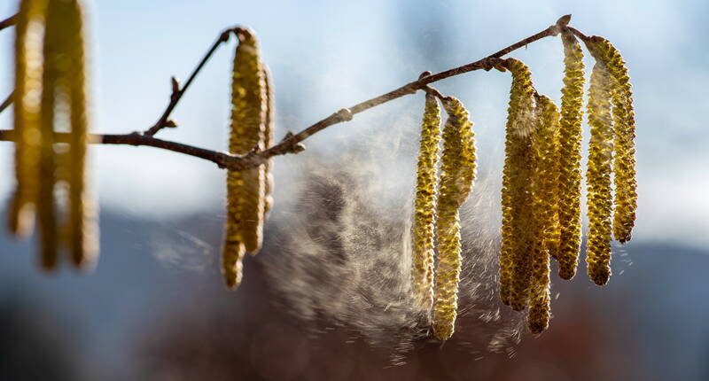 Blütenzeit ist Heuschnupfenzeit. Kaum spriessen die ersten Knospen, leiden Heuschnupfengeplagte unter juckenden Augen, triefender oder verstopfter Nase, Husten oder im schlimmsten Fall an Asthma.