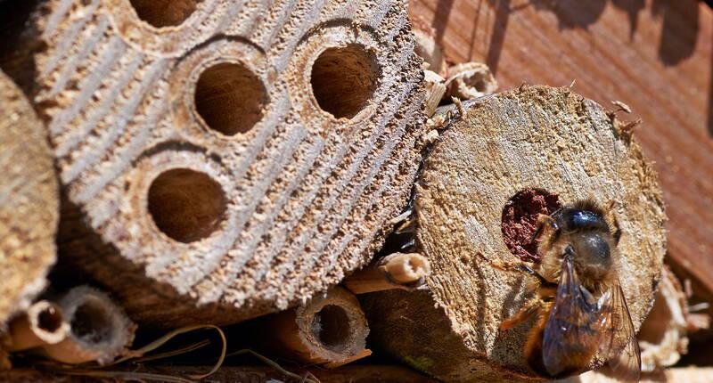 Plantes adaptées aux abeilles sauvages - Il s'agit notamment des pissenlits, des campanules, des framboises et des mûres, mais aussi des tournesols, des marguerites et de l'herbe à chat. La création d'un jardin d'herbes aromatiques avec de la lavande, du thym, du romarin, de la sauge et de la menthe poivrée attire également les abeilles en grand nombre.