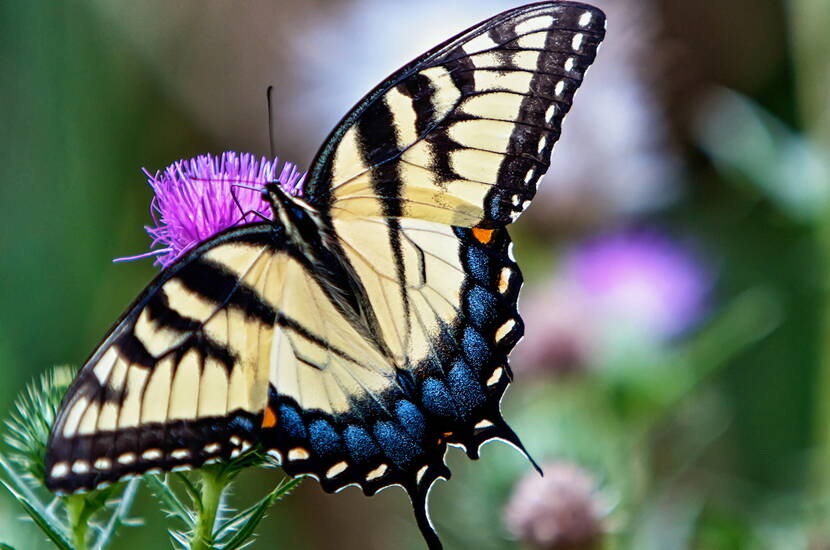 La principale raison de l'absence des insectes et des papillons souhaités est que les sachets de graines achetés ne contiennent souvent pas d'espèces végétales indigènes. Une grande partie de ces magnifiques fleurs viennent du sud-est de l'Europe ou de l'Amérique du Nord et du Sud. Cependant, beaucoup de nos insectes et papillons ont besoin des plantes indigènes dont le nectar leur sert d'unique nourriture. C'est pourquoi ils volent sans intérêt aucun pour les fleurs, les plantes vivaces ou les arbres semés ou plantés avec amour. Quiconque veut soutenir et observer les insectes et les papillons indigènes menacés d'extinction et s'intéresse à la biodiversité, opte donc pour les semences indigènes