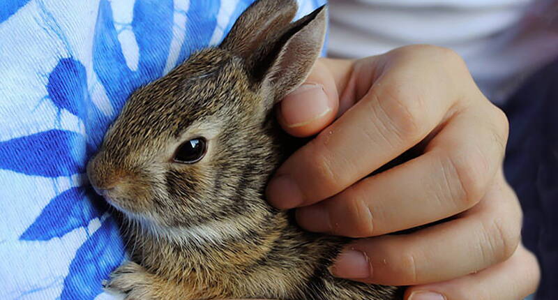 Kaninchen eignen sich nicht als Kuscheltierersatz von Kindern.  Vor dem Kauf eines Haustieres generell, sollte sich umfassend über die genauen Haltebedingungen und Ansprüche des jeweiligen Tieres informiert werden. Kaninchen sollten nie alleine sondern in Gruppen gehalten werden, da sie sonst Verhaltensauffälligkeiten zeigen. Ideal ist die Haltung von einem Pärchen, wobei das Männchen dann kastriert werden sollte (ausser man gedenkt Kaninchen zu züchten).  Auch von der gemeinsamen Haltung mit Meerschweinchen ist abzuraten, da es dabei zu Konflikten bzw. Dominanzproblemen kommen kann.