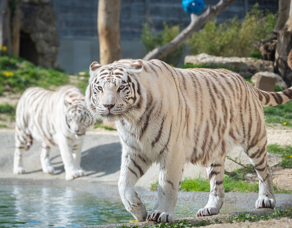 Wusstest du, dass es im Sikypark eine Seniorenresidenz für Raubkatzen, eine Auffangstation für Papageien und ein Auffangzentrum für verletzte oder verwaiste einheimische Wildtiere gibt? Tauche ein in die Welt dieser wunderbaren Lebewesen!