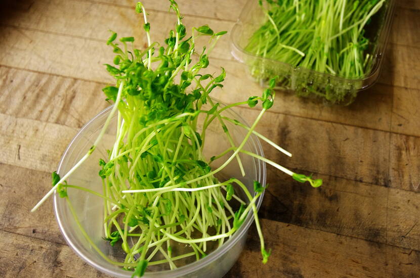 Linsen, Alfalfa, Radieschen u. ä. Sprossen eignen sich perfekt als Beigabe zu einem leckeren und gesunden Salat.