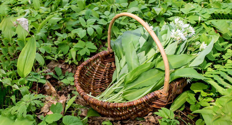 Bärlauch gehört, wie Schnittlauch, Zwiebeln und Knoblauch zu der Pflanzengattung Allium. Sobald der Schnee weg ist, spriesst nach ein paar warmen Tagen das Bärlauchkraut und bringt Abwechslung auf den Speiseplan. 