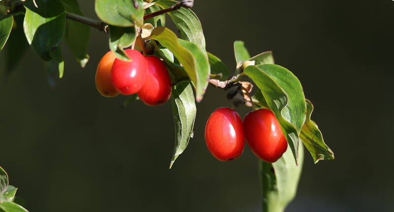 Der Kornelkirschenbaum (cornus mas) gehört zu der Familie der Hartriegelgewächse und ist ein baumartiger Strauch oder Kleinbaum, welcher 4-6 Meter gross werden kann und dunkelrote, essbare Steinfrüchte bildet. 