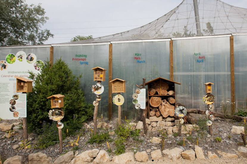 Die fleissigen Bienen kannst du übrigens auch im Papiliorama bestaunen. Mit dem Wildbienenkalender rückt er die kleinen Lebewesen ins Rampenlicht und zeigt damit beispielhaft auf, dass die Natur nur als Netzwerk von Gross und Klein funktionieren kann.