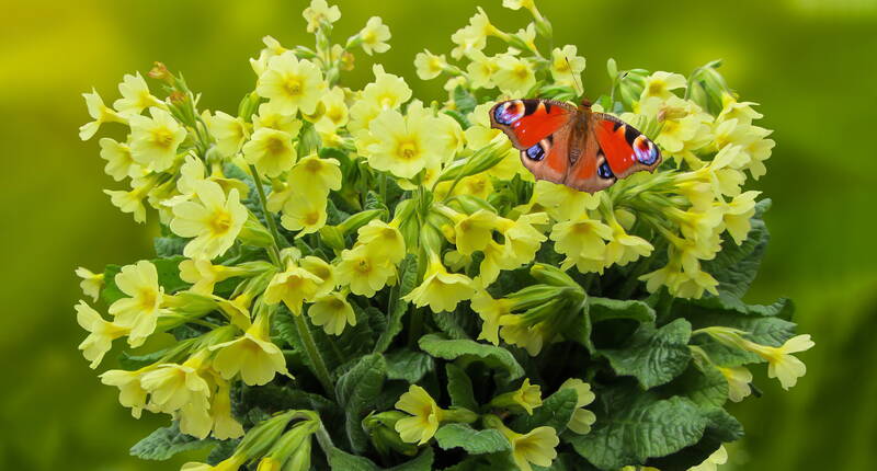 Die hohe Schlüsselblume gehört zur Gattung der Primeln und ist eng verwandt mit der echten Schlüsselblume. Die beiden Arten unterscheiden sich nicht nur von der Farbgebung (die echte Schlüsselblume verfügt über kleinere und dunkler gefärbte Blüten) sondern auch vom Standort her.