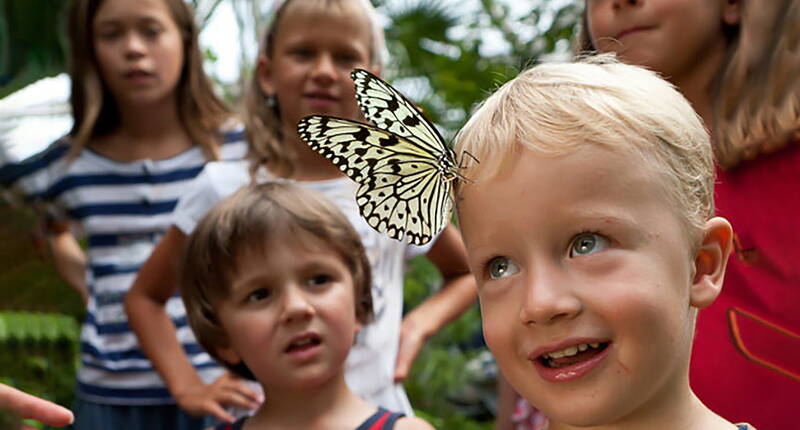 Die Titanwurz blüht im Exil im Papiliorama Kerzers. Du kannst diese im Moment dort bestaunen.