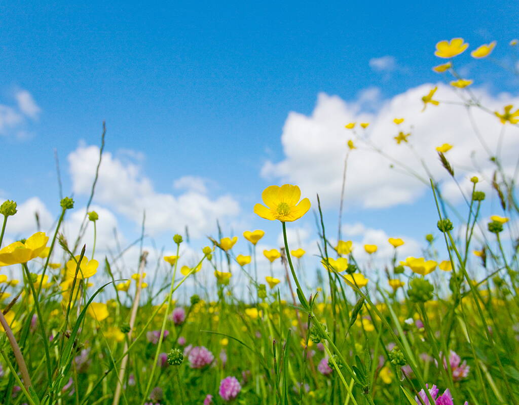 Wildblumenwiese mit gelben Blüten im Frühling Bunte Wildblumenwiese mit gelben Butterblumen und Klee unter blauem Himmel – entdecke die Vielfalt heimischer Wildkräuter bei Naturausflügen mit MiBon-Rabatten